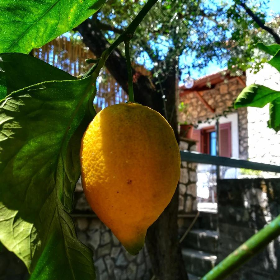La Mandra, Cottage Tra Gli Ulivi Vico Equense Exteriér fotografie